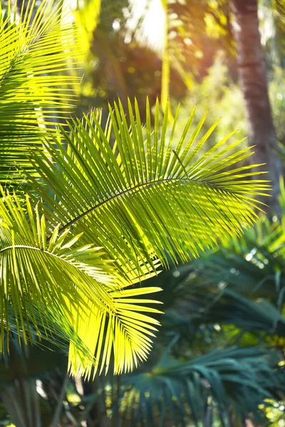 Feuille Palmier Verte Soleil — Photo