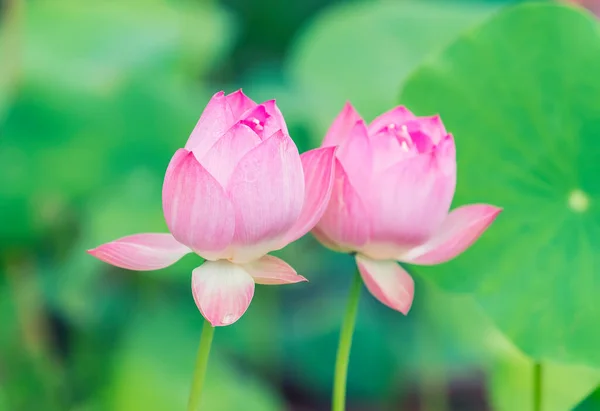 Blommande Lotusblomma Trädgården — Stockfoto