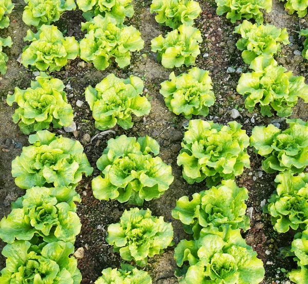 Folhas Alface Plantio Jardim Dos Agricultores Para Alimentação — Fotografia de Stock