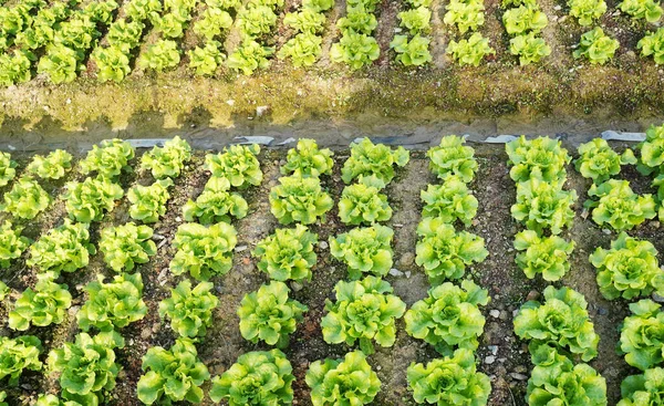 Salátalevelek Ültetés Gazdák Kertjében Élelemért — Stock Fotó
