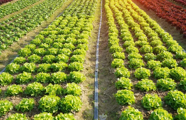 Hojas Lechuga Plantación Huerto Agricultores Para Alimentos — Foto de Stock