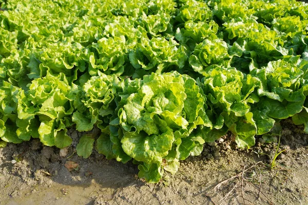 Feuilles Laitue Plantation Dans Jardin Des Agriculteurs Pour Nourriture — Photo