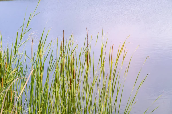 Schilfhalme Sumpf Gegen Sonnenlicht — Stockfoto