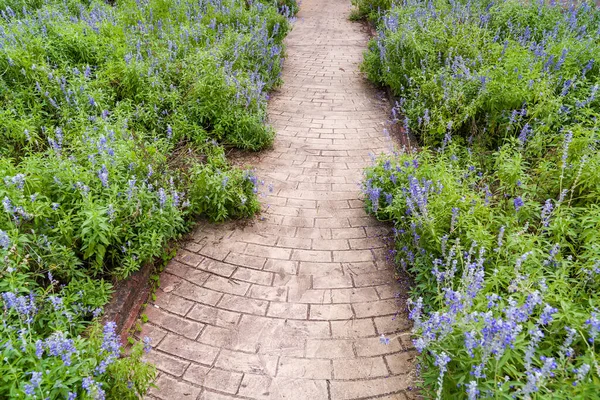 Path Leading Garden Lavender — Stock Photo, Image