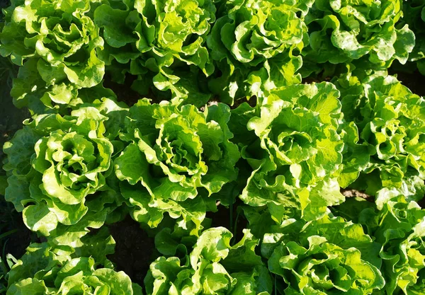 Saláta Termesztése Talajban — Stock Fotó