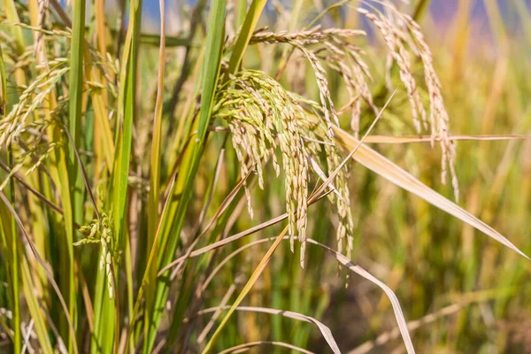 Рисовое Поле Рисовом Рисовом Поле Зеленого Цвета Пышные Выращивания Сельского — стоковое фото