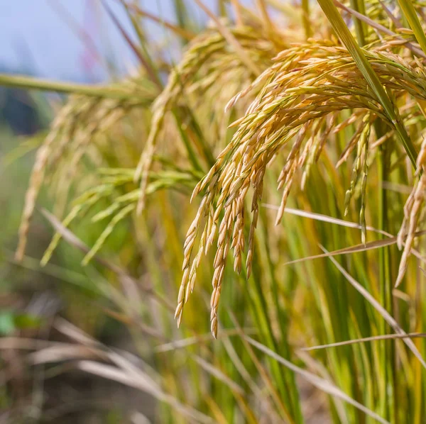 Campo Arroz Arroz Paddy Verde Cor Exuberante Crescente Uma Agricultura — Fotografia de Stock