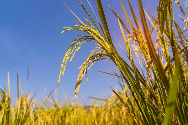 Ρύζι Πεδίο Για Ρύζι Paddy Πράσινο Χρώμα Πλούσια Καλλιέργεια Είναι — Φωτογραφία Αρχείου