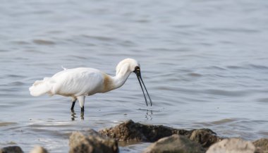Shenzhen, Çin 'deki Waterland' da Siyah Yüzlü Spoonbill