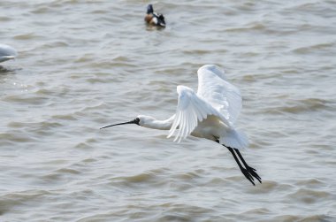 Shenzhen, Çin 'deki Waterland' da Siyah Yüzlü Spoonbill