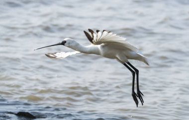 Shenzhen, Çin 'deki Waterland' da Siyah Yüzlü Spoonbill