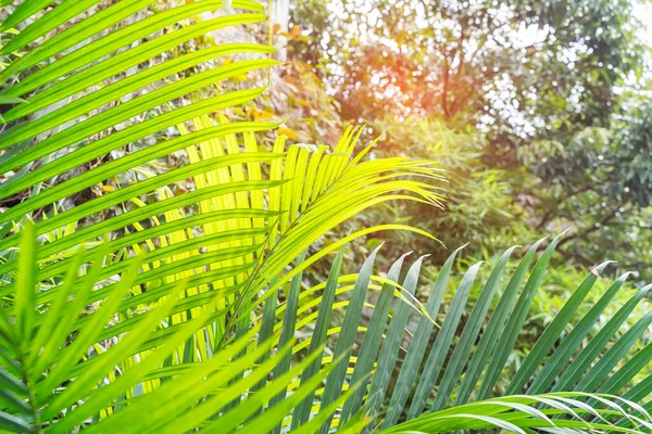 Zelený Palmový List Zahradě — Stock fotografie