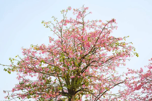 Pink Silk Floss Tree Flower Isolated Blue Sky Background — Stock Photo, Image