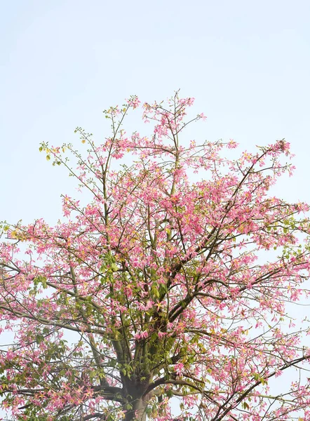 青空の下で孤立したピンク色の絹の花 — ストック写真