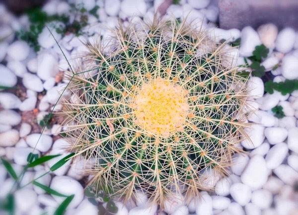 Cactus Close Garden — Stock Photo, Image