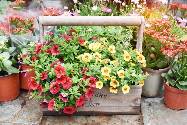 Bahçede Asılı Renkli Petunya Çiçekleri — Stok fotoğraf
