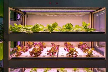 LED Light Indoor çiftliği ve tarım teknolojisi ile organik hidrofonik sebze yetiştiriliyor.