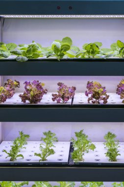 LED Light Indoor çiftliği ve tarım teknolojisi ile organik hidrofonik sebze yetiştiriliyor.