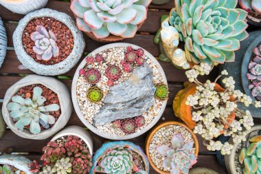 Bahçedeki minyatür sulu bitkiler (sulu kaktüsler)