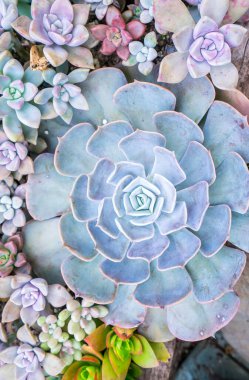 Bahçedeki minyatür sulu bitkiler (sulu kaktüsler)