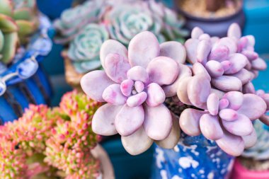 Bahçedeki minyatür sulu bitkiler (sulu kaktüsler)