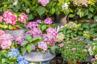 Çiçek açan canlı mor ortanca çiçekleri tencerede