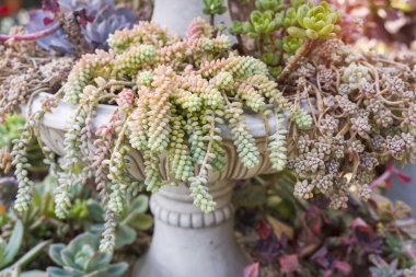 Bahçedeki minyatür sulu bitkiler (sulu kaktüsler)