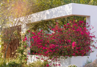 Pencerenin yanında çiçek açan begonviller