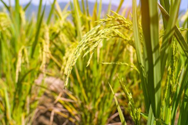 Pirinç tarlası, çeltik yeşili, yemyeşil, yemyeşil bir tarım.