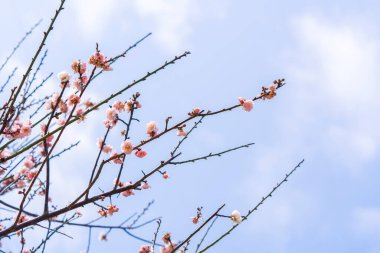 Bahçede pembe erik çiçeği