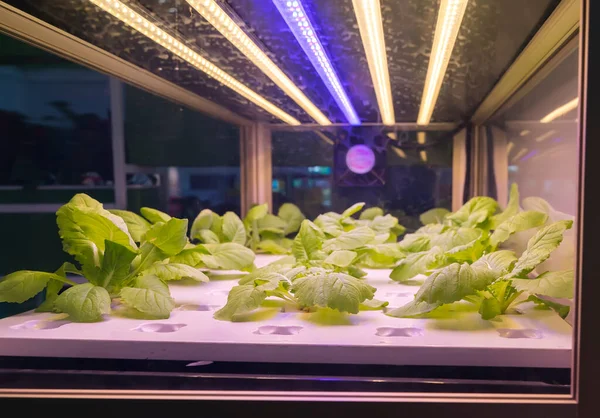 Légumes Hydroponiques Biologiques Poussent Avec Led Light Ferme Intérieure Technologie — Photo