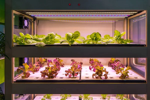 Organiczne Warzywa Hydroponiczne Rosną Led Light Indoor Farm Rolnictwo Technologia — Zdjęcie stockowe