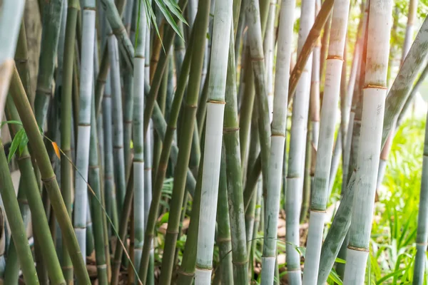 Bamboe Tak Bamboe Bos Prachtige Natuurlijke Achtergrond — Stockfoto