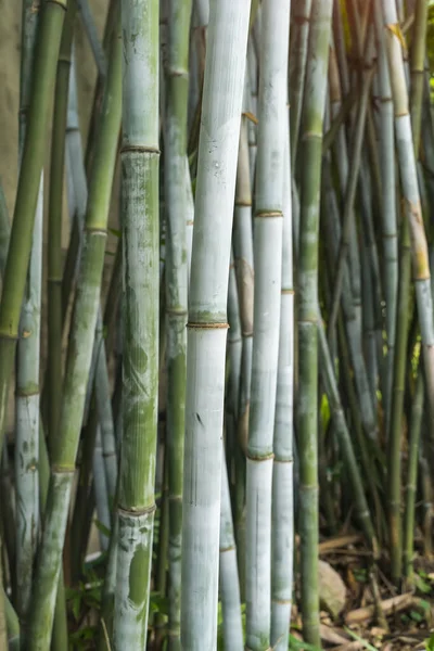 Ramo Bambu Floresta Bambu Belo Fundo Natural — Fotografia de Stock