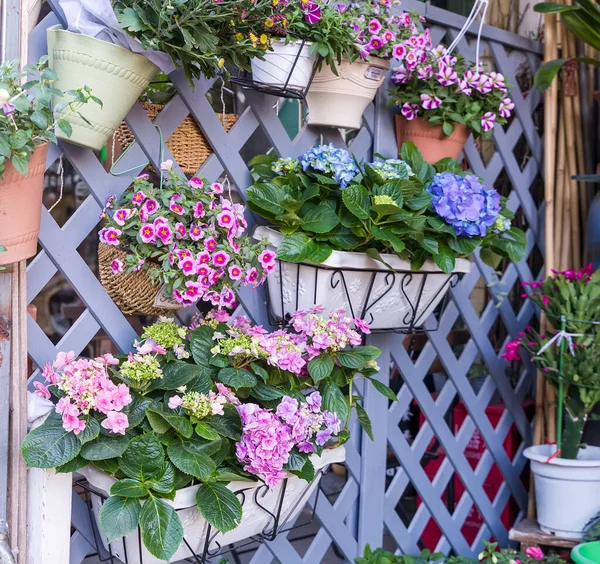 Bloeiende Levendige Paarse Hortensia Bloemen Pot — Stockfoto
