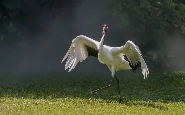 Rood Gekroonde Kraan Groen Gras — Stockfoto