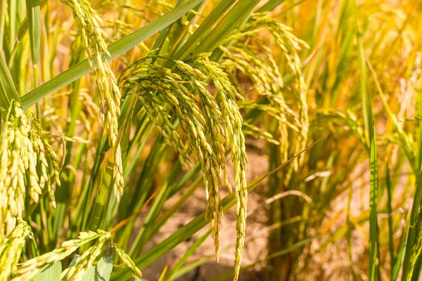 Ρύζι Πεδίο Για Ρύζι Paddy Πράσινο Χρώμα Πλούσια Καλλιέργεια Είναι — Φωτογραφία Αρχείου