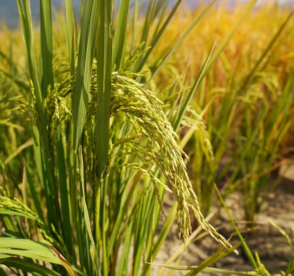 Ρύζι Πεδίο Για Ρύζι Paddy Πράσινο Χρώμα Πλούσια Καλλιέργεια Είναι — Φωτογραφία Αρχείου