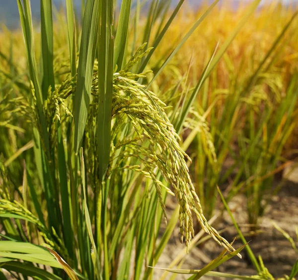 Champ Riz Sur Riz Paddy Couleur Verte Culture Luxuriante Est — Photo