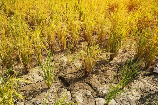 Campo Riso Risaia Colore Verde Rigogliosa Coltivazione Agricoltura — Foto Stock