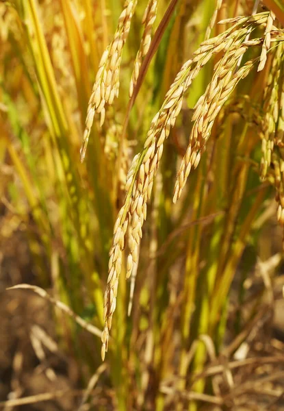 Рисове Поле Рисовому Овочевому Зеленому Кольорі Пишне Вирощування Сільське Господарство — стокове фото