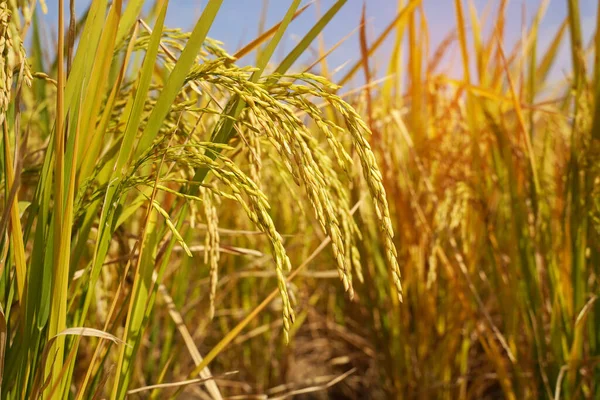 Câmpul Orez Orez Paddy Verde Culoare Luxuriantă Creștere Este Agricultură — Fotografie, imagine de stoc