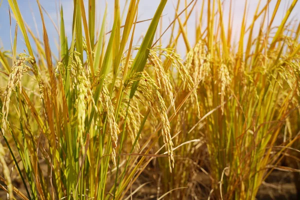 Reisfeld Auf Reisfeldern Grüne Farbe Üppigen Anbau Ist Eine Landwirtschaft — Stockfoto