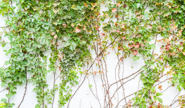 ivy isolated on a white background.