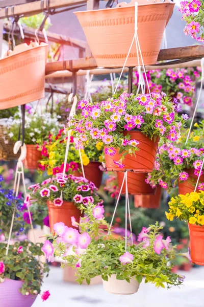 Colourful Petunia Flowers Hanging Garden — Stock Photo, Image