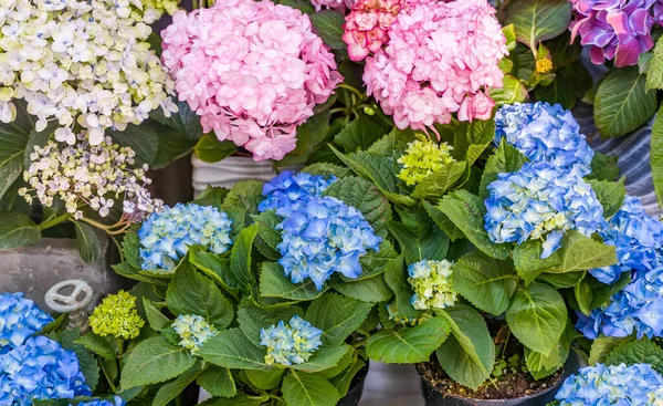 Bloeiende Levendige Paarse Hortensia Bloemen Pot — Stockfoto
