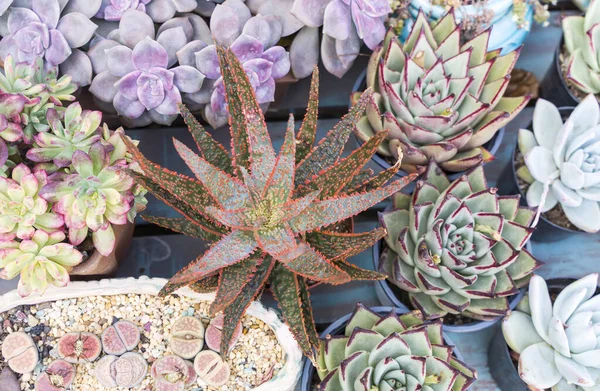 Haworthia Limifolia Cactus Piantato Vaso Fiori Vista Dall Alto — Foto Stock