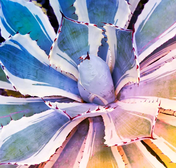 Scharfe Spitze Blätter Der Agave — Stockfoto