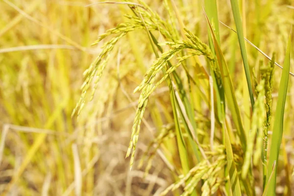 Ρύζι Πεδίο Για Ρύζι Paddy Πράσινο Χρώμα Πλούσια Καλλιέργεια Είναι — Φωτογραφία Αρχείου