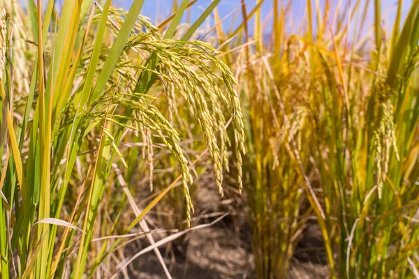 Rijstveld Rijst Padie Groene Kleur Weelderige Teelt Een Landbouw — Stockfoto